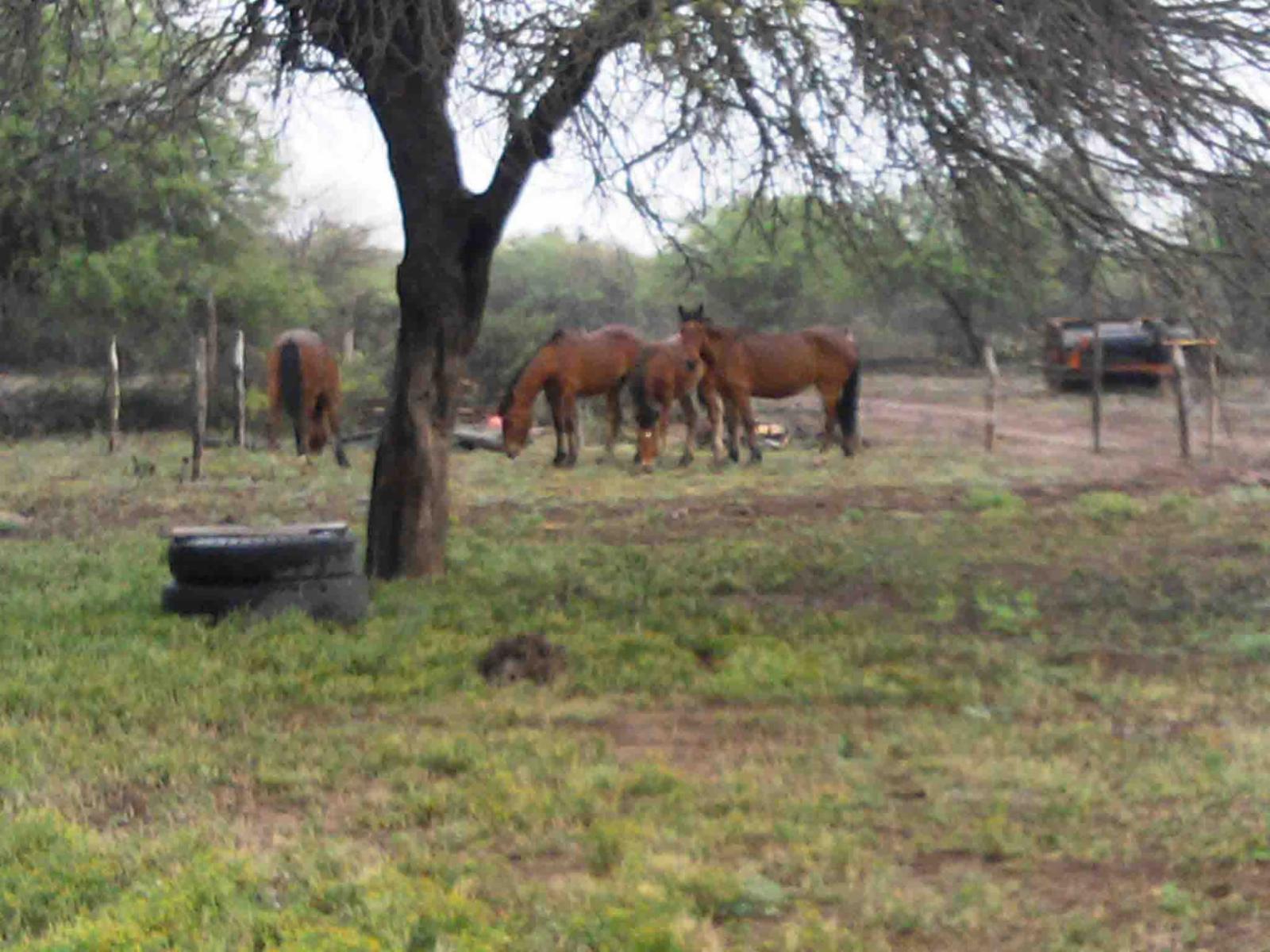 CAMPO DE 270 Ha. EN VENTA EN SANTIAGO DEL ESTERO, LOCALIDAD DE AÑATUYA, TODO TIPO DE AGRICULTURA - 12