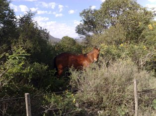 OPORTUNIDAD! 7 HECTAREAS EN LAS JARILLAS, CON PLANTACIÓN DE NOGALES Y VERTIENTE NATURAL — foto 2