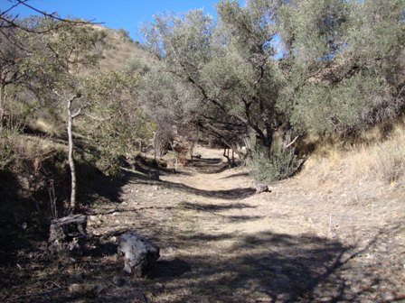 OPORTUNIDAD! 7 HECTAREAS EN LAS JARILLAS, CON PLANTACIÓN DE NOGALES Y VERTIENTE NATURAL — foto 9