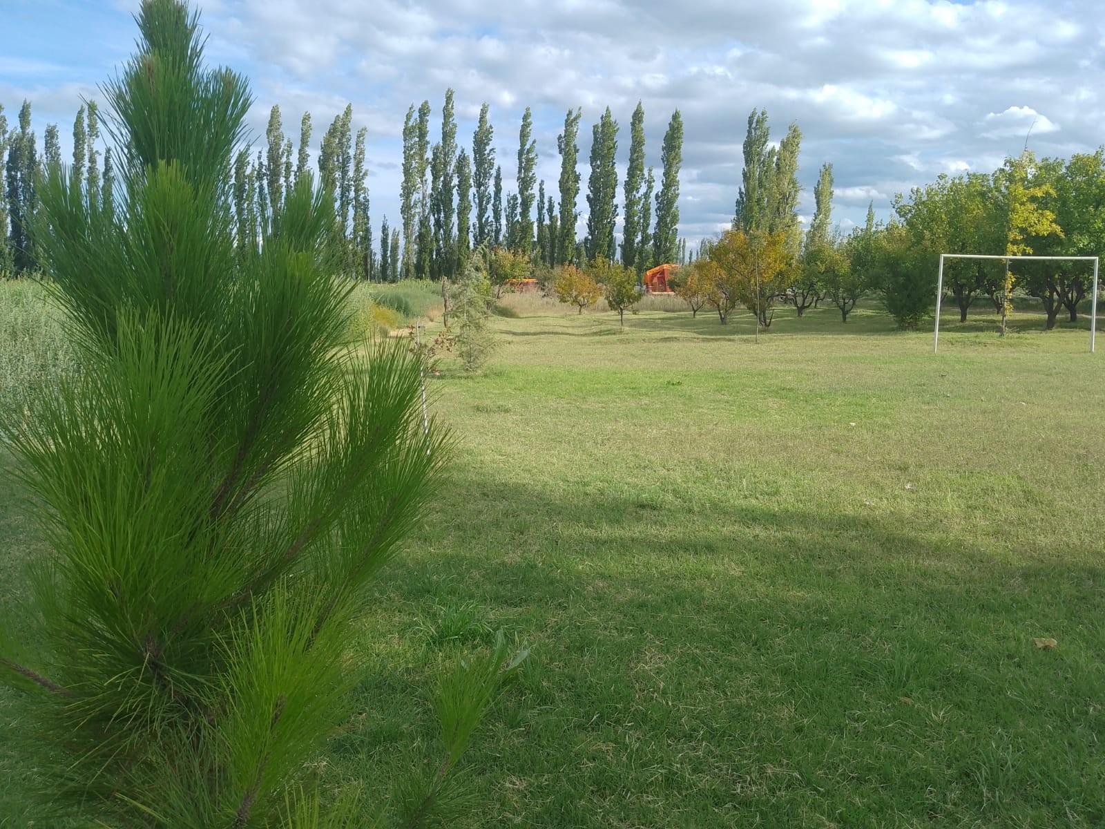 Venta de 26 hectáreas con casa, galpón monoambiente General Alvear Mendoza - 3