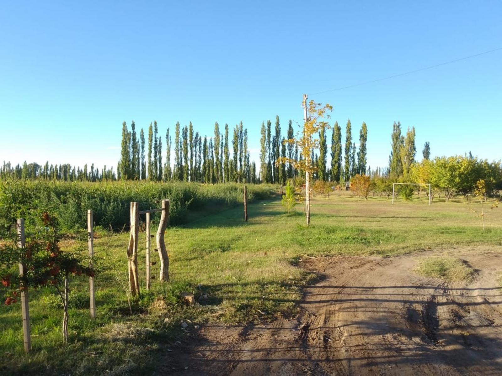 Venta de 26 hectáreas con casa, galpón monoambiente General Alvear Mendoza - 12