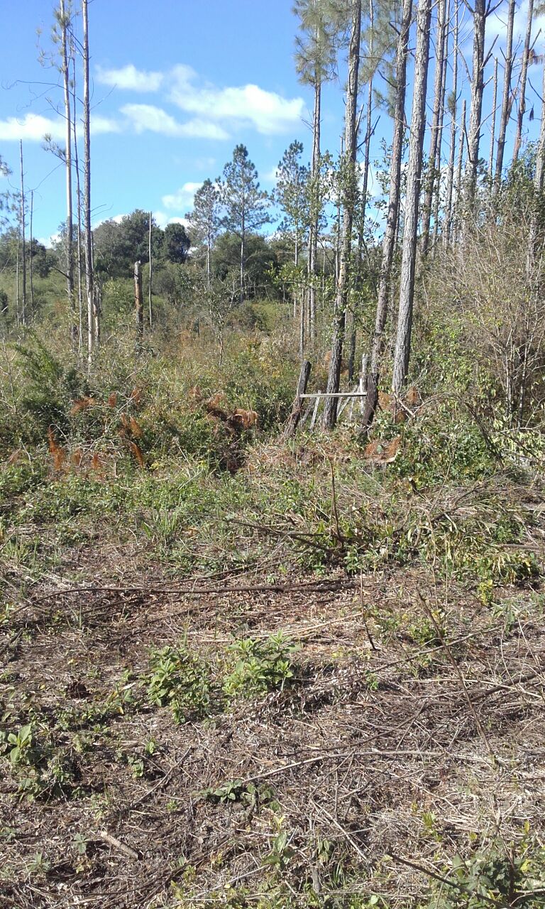 ALQUILER DE CAMPO GANADERO 330 has. - 5