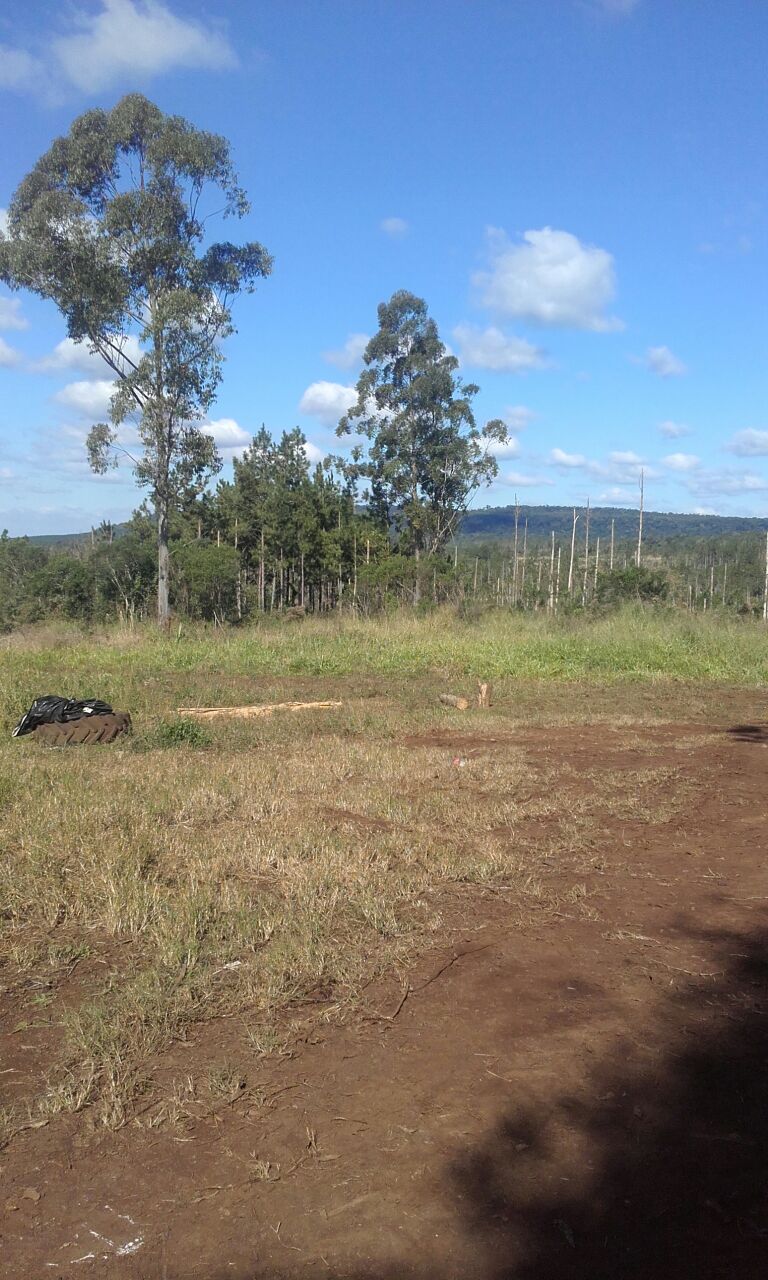 ALQUILER DE CAMPO GANADERO 330 has. - 11