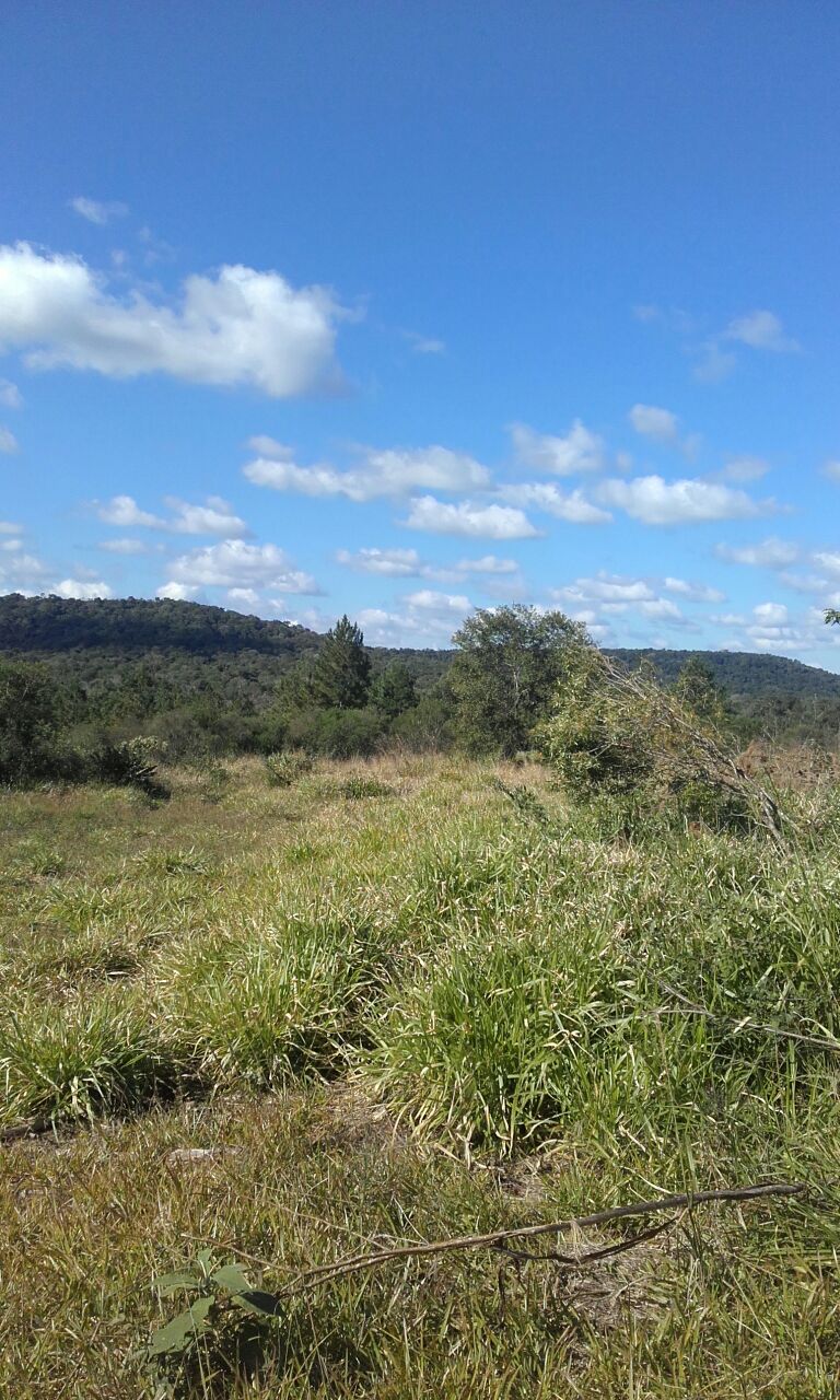 ALQUILER DE CAMPO GANADERO 330 has. - 12