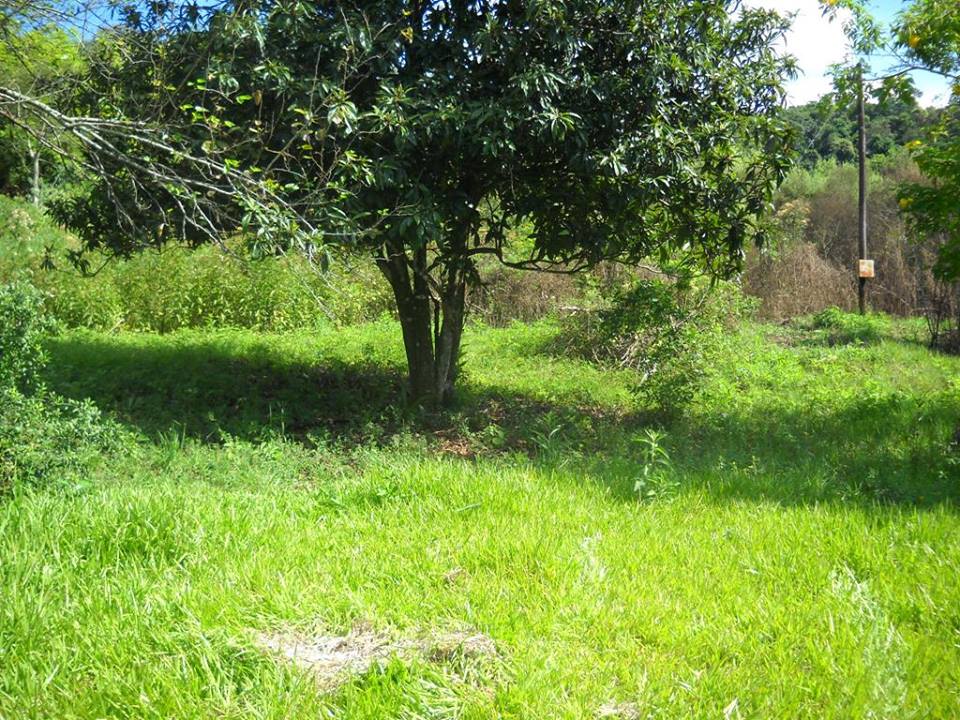 **VENDO CHACRA 12,5 has. SAN MARTIN-MNES** - 1