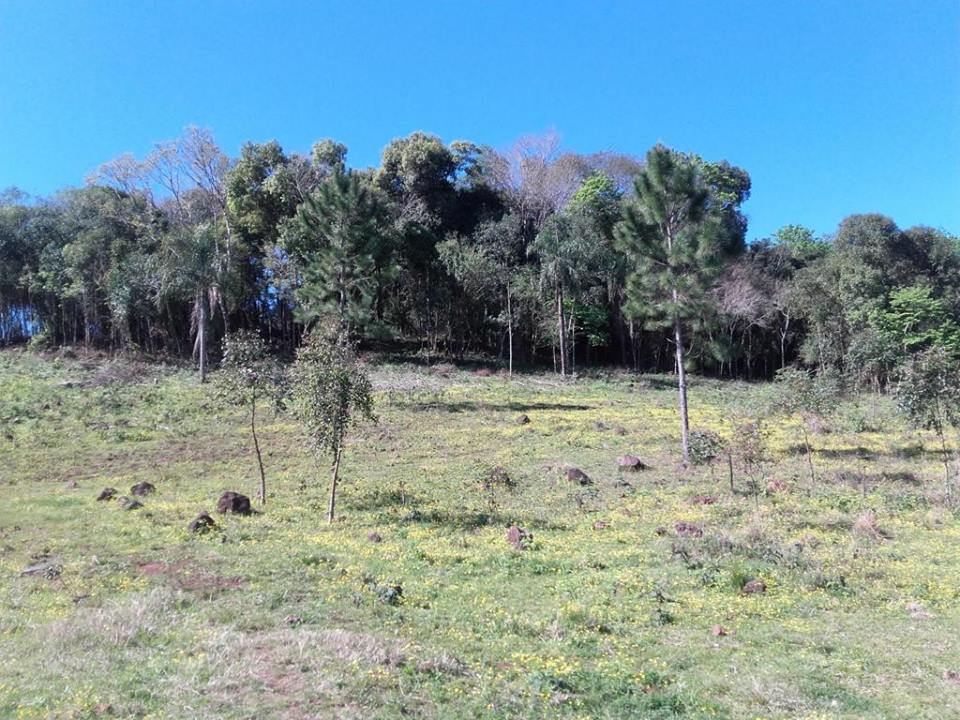 VENDO CHACRA 10 HAS - PROPIEDAD - LEANDRO N. ALEM - MISIONES.- - 1