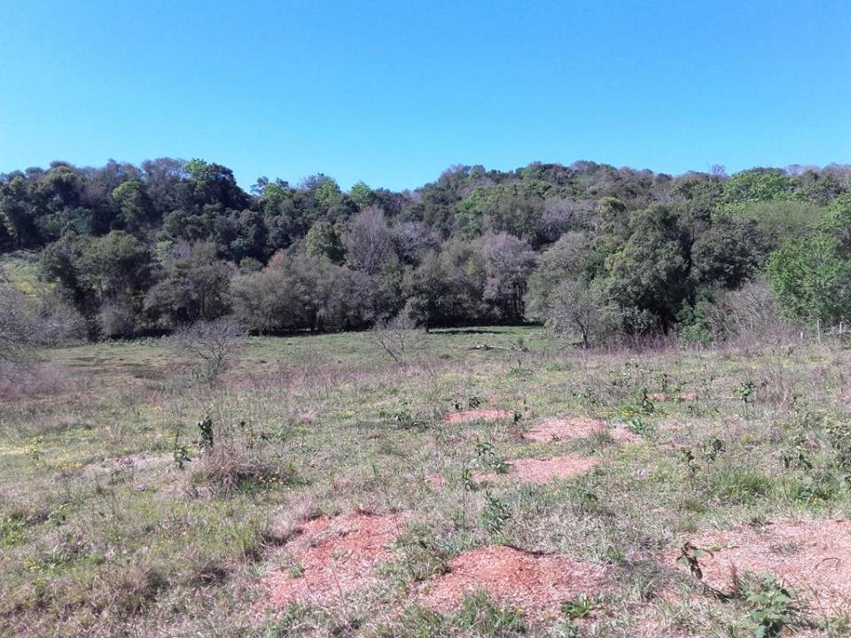 VENDO CHACRA 10 HAS - PROPIEDAD - LEANDRO N. ALEM - MISIONES. - 6
