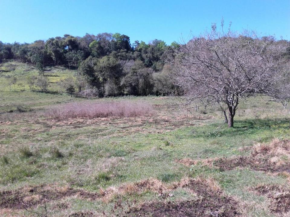 VENDO CHACRA 10 HAS - PROPIEDAD - LEANDRO N. ALEM - MISIONES. - 8