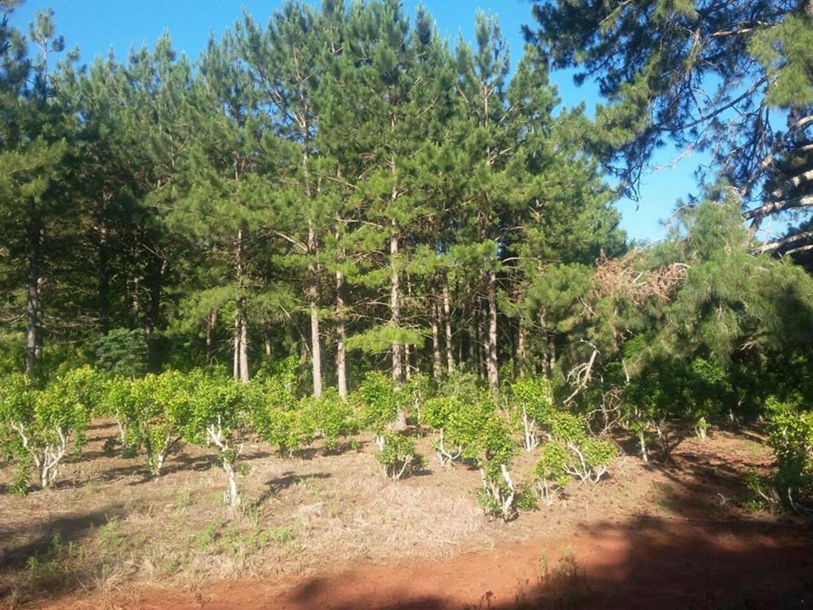 OPORTUNIDAD!!!***SE VENDE EXCELENTE CHACRA, 33 HAS*** $1.950.000. """"""CON TÍTULO DE PROPIEDAD"""""" Y IMPUESTOS AL DÍA. Espectaculares 33 HAS.... - 6