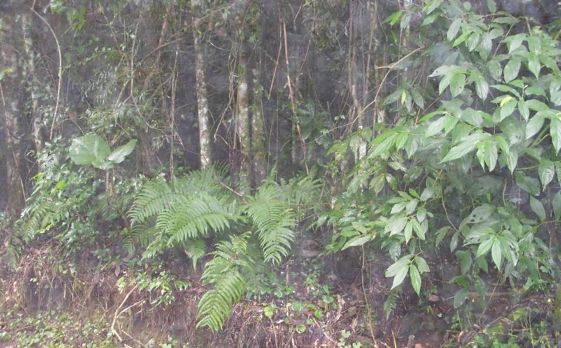 OPORTUNIDAD!!!***SE VENDE EXCELENTE CHACRA, 33 HAS*** $1.950.000. """"""CON TÍTULO DE PROPIEDAD"""""" Y IMPUESTOS AL DÍA. Espectaculares 33 HAS.... - 10