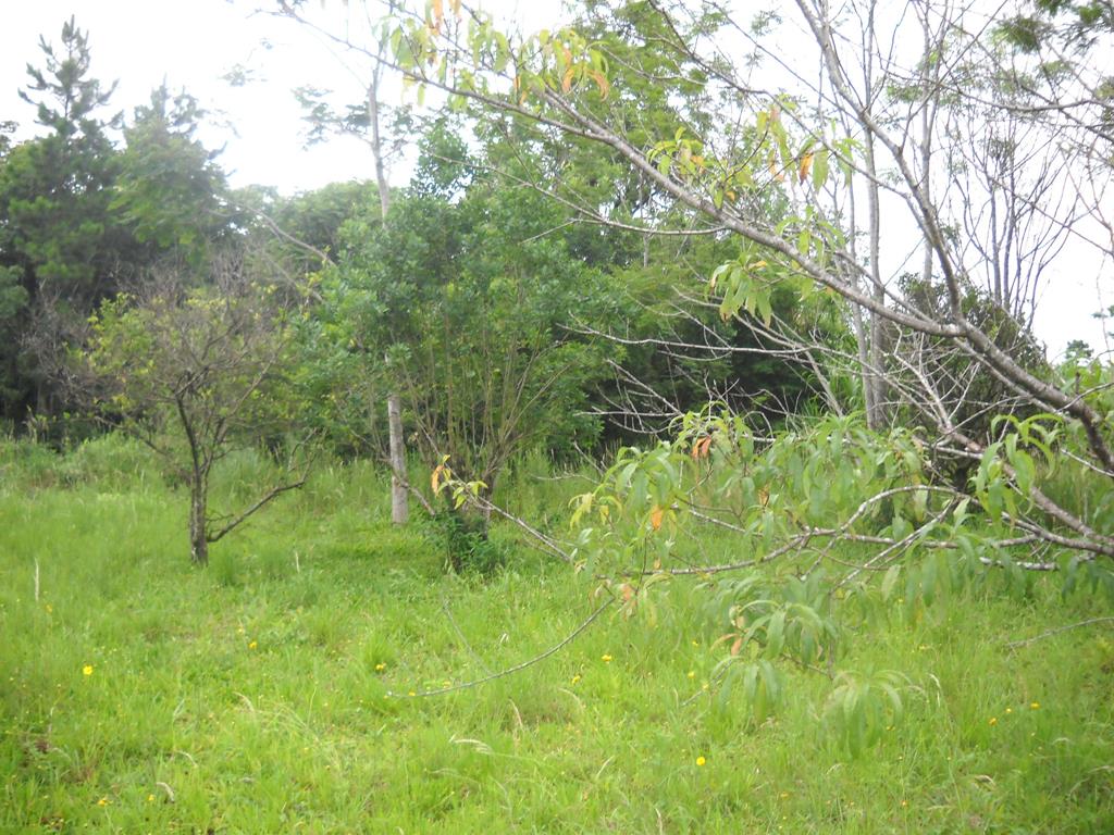 VENDO / PERMUTO - 12,5 Has Gral. Alvear - Prov. de Misiones - 7
