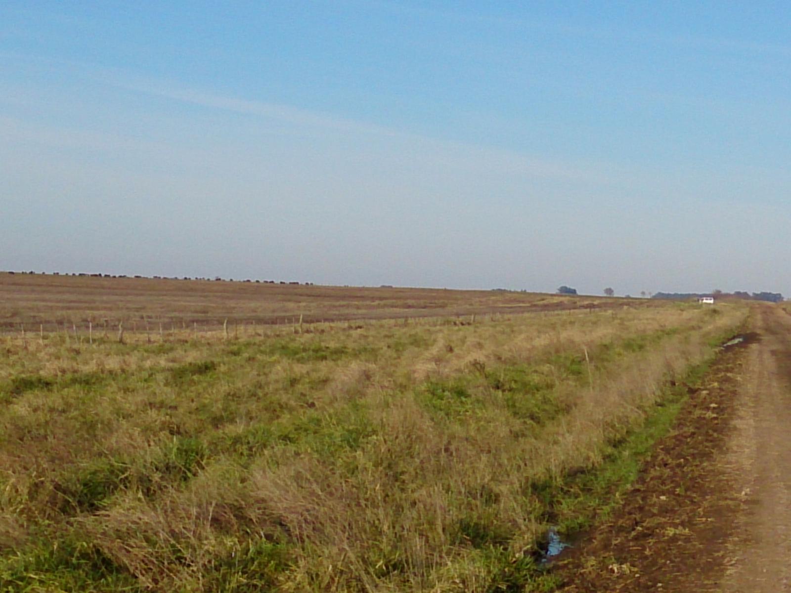 AZUL: CAMPO SANTA TERESITA, APTO SIEMBRA, 324 HECTAREAS. SE ESCUCHA PROPUESTA RAZONABLE - 3