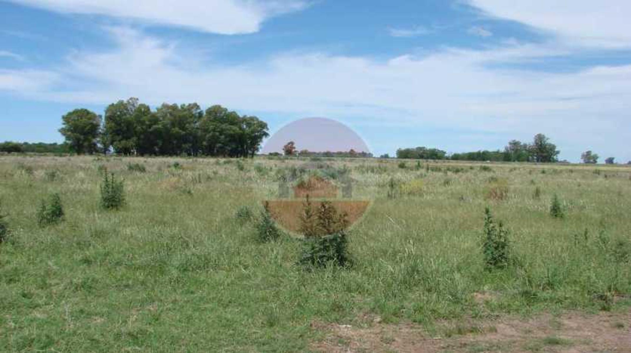 CAMPO EN VENTA EN LINCOLN - 12