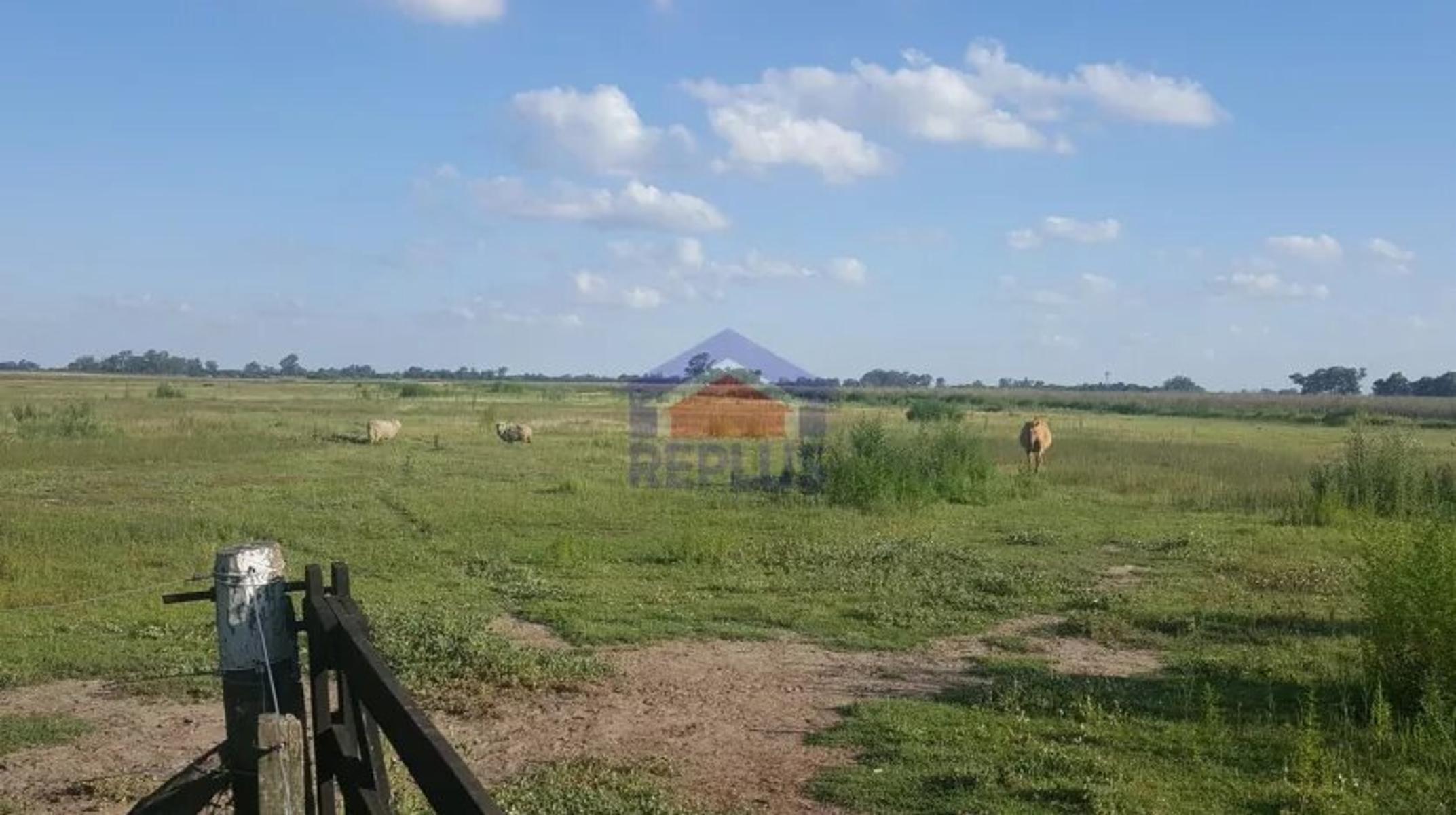Replus Vende Oportunidad Campo 11ha Con Casa Y Galpon - 4