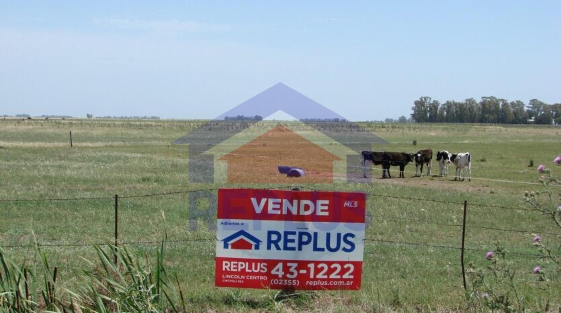 EXCELENTE CAMPO DE 42 HECTÁREAS GANADERO EN VENTA EN PEHUAJO - 1