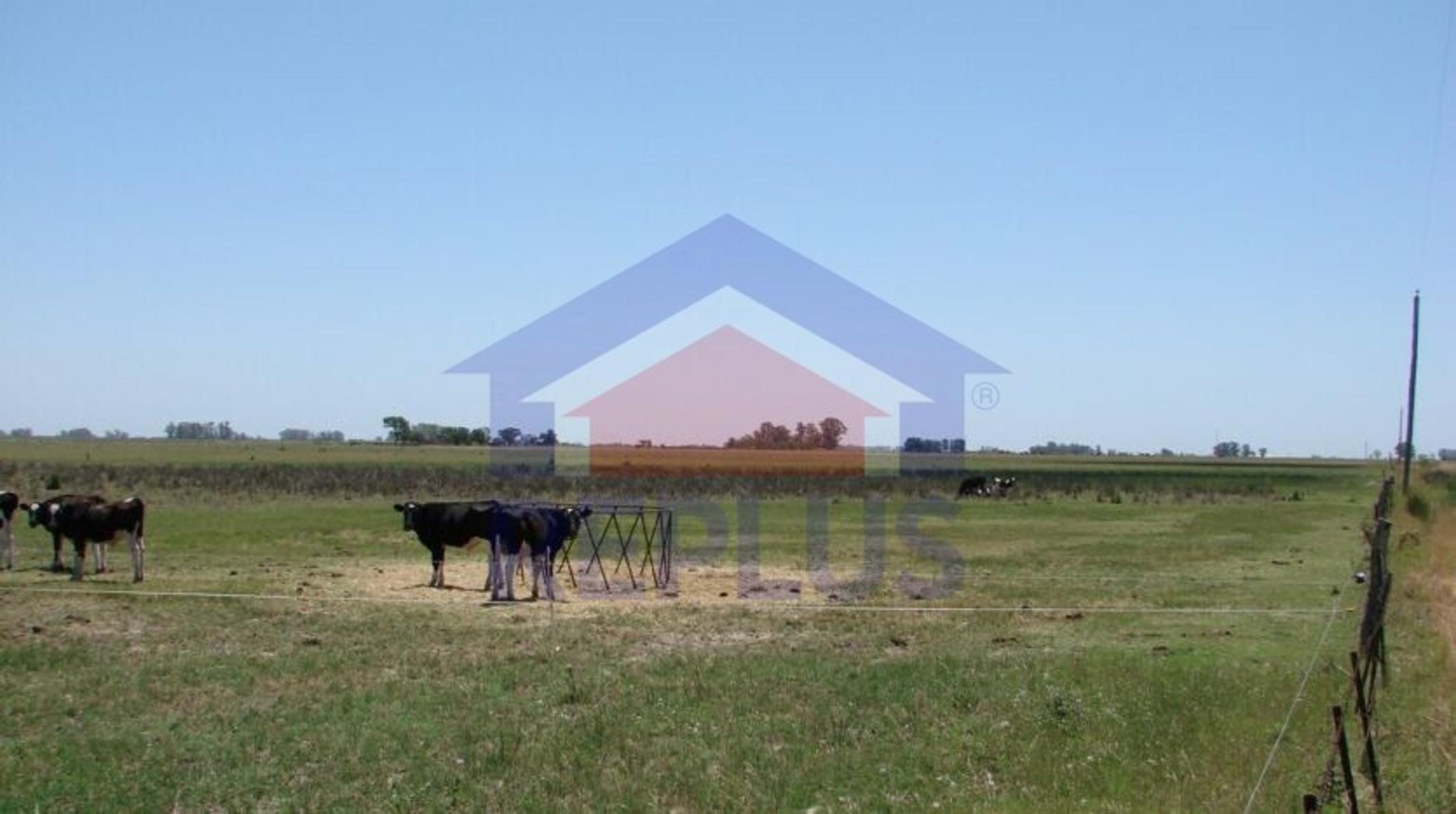 EXCELENTE CAMPO DE 42 HECTÁREAS GANADERO EN VENTA EN PEHUAJO - 2