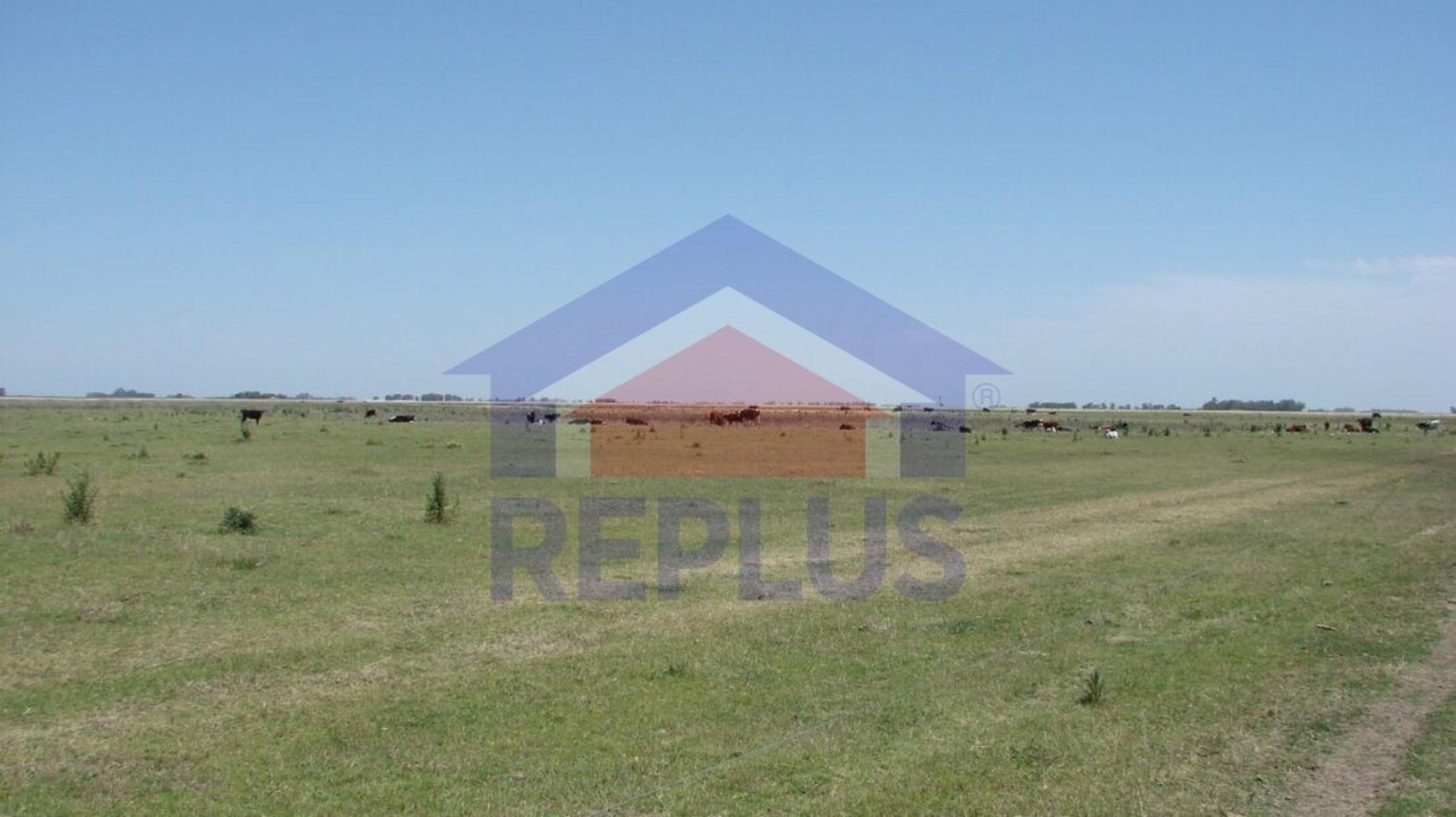 EXCELENTE CAMPO DE 42 HECTÁREAS GANADERO EN VENTA EN PEHUAJO - 3