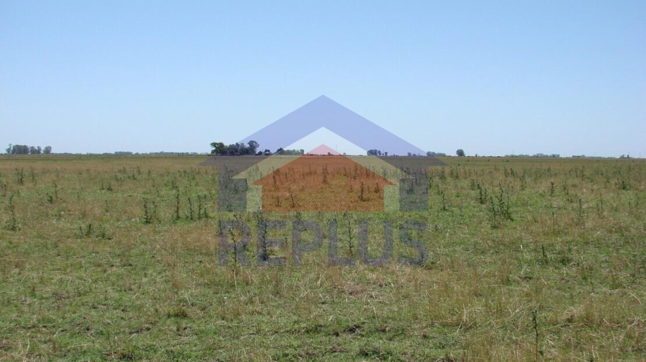EXCELENTE CAMPO DE 42 HECTÁREAS GANADERO EN VENTA EN PEHUAJO - 4