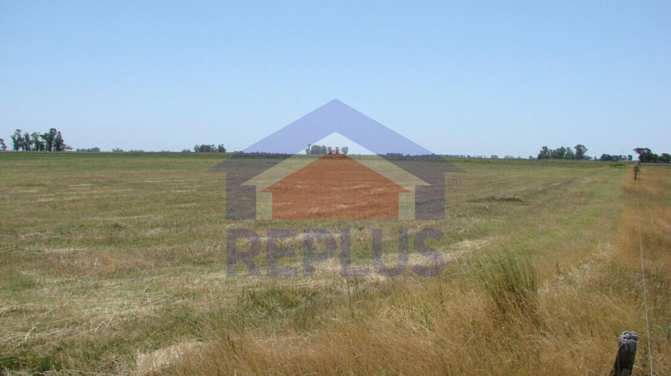 EXCELENTE CAMPO DE 42 HECTÁREAS GANADERO EN VENTA EN PEHUAJO - 5