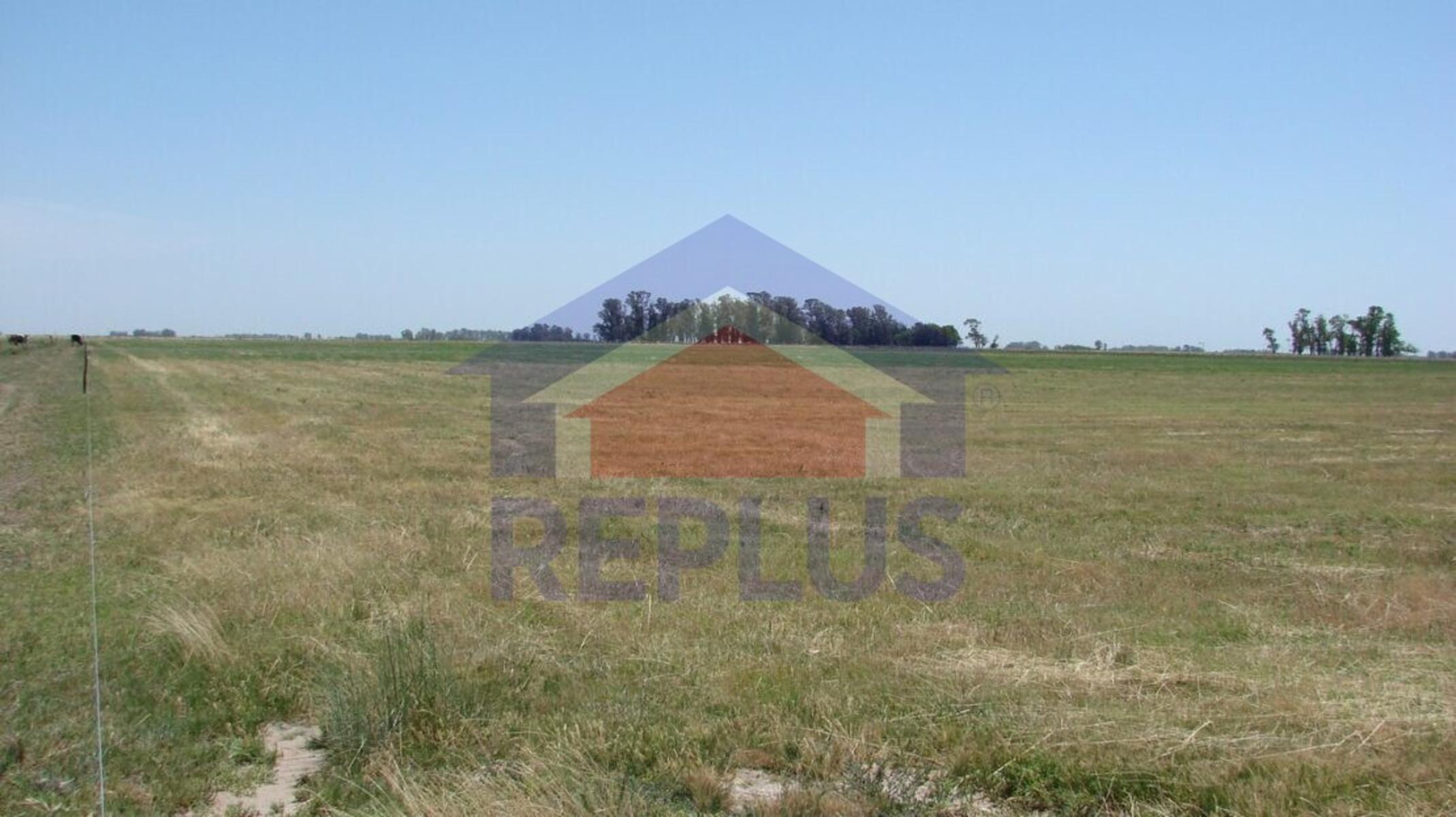EXCELENTE CAMPO DE 42 HECTÁREAS GANADERO EN VENTA EN PEHUAJO - 6