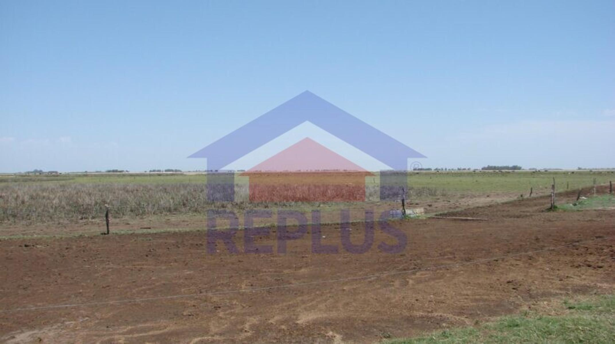 EXCELENTE CAMPO DE 42 HECTÁREAS GANADERO EN VENTA EN PEHUAJO - 7