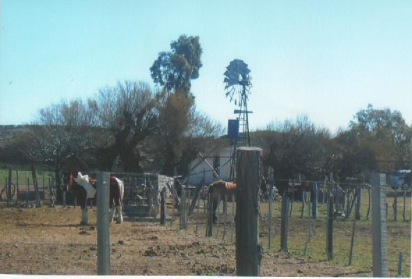 RETASADO--CAMPO GANADERO EN VALCHETA-PCIA DE RIO NEGRO- 8.000 HECTÁREAS - 1