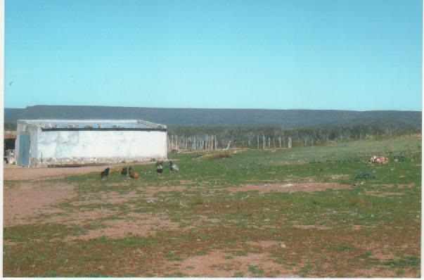RETASADO--CAMPO GANADERO EN VALCHETA-PCIA DE RIO NEGRO- 8.000 HECTÁREAS - 3