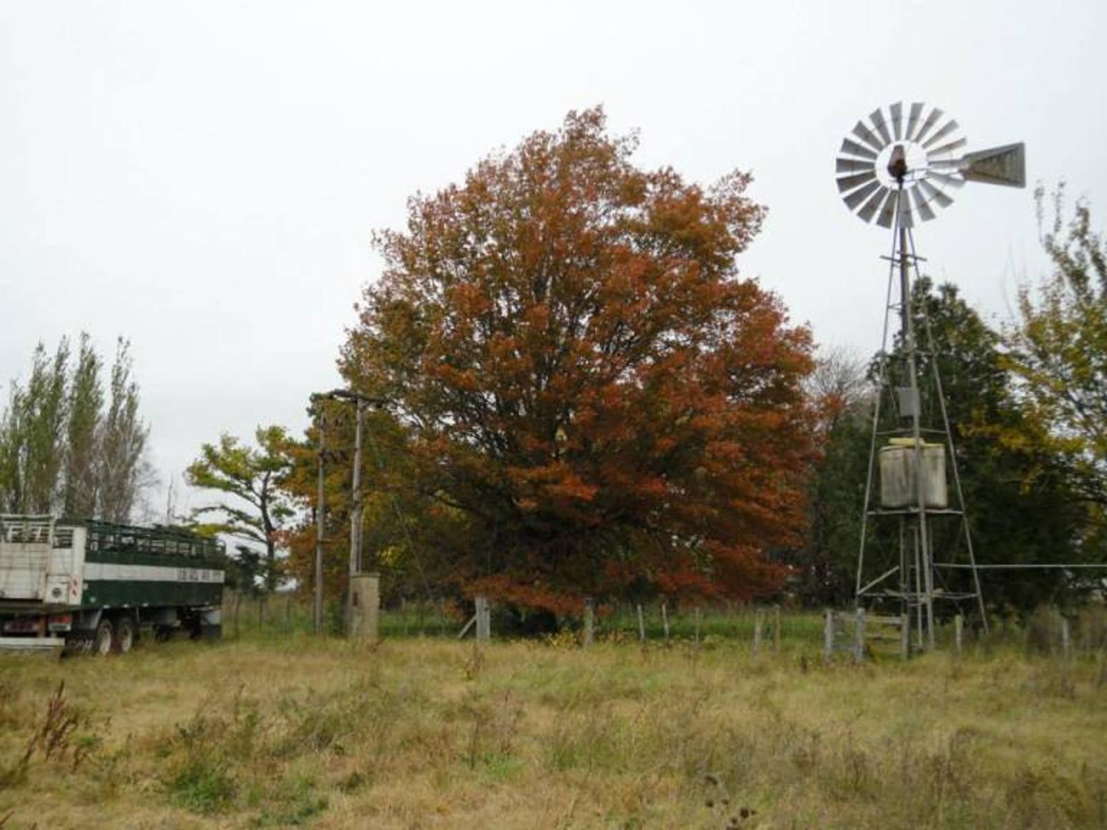 Se vende campo de 104 hectáreas ubicado en Carmen de Areco, Provincia de Buenos Aires - 1