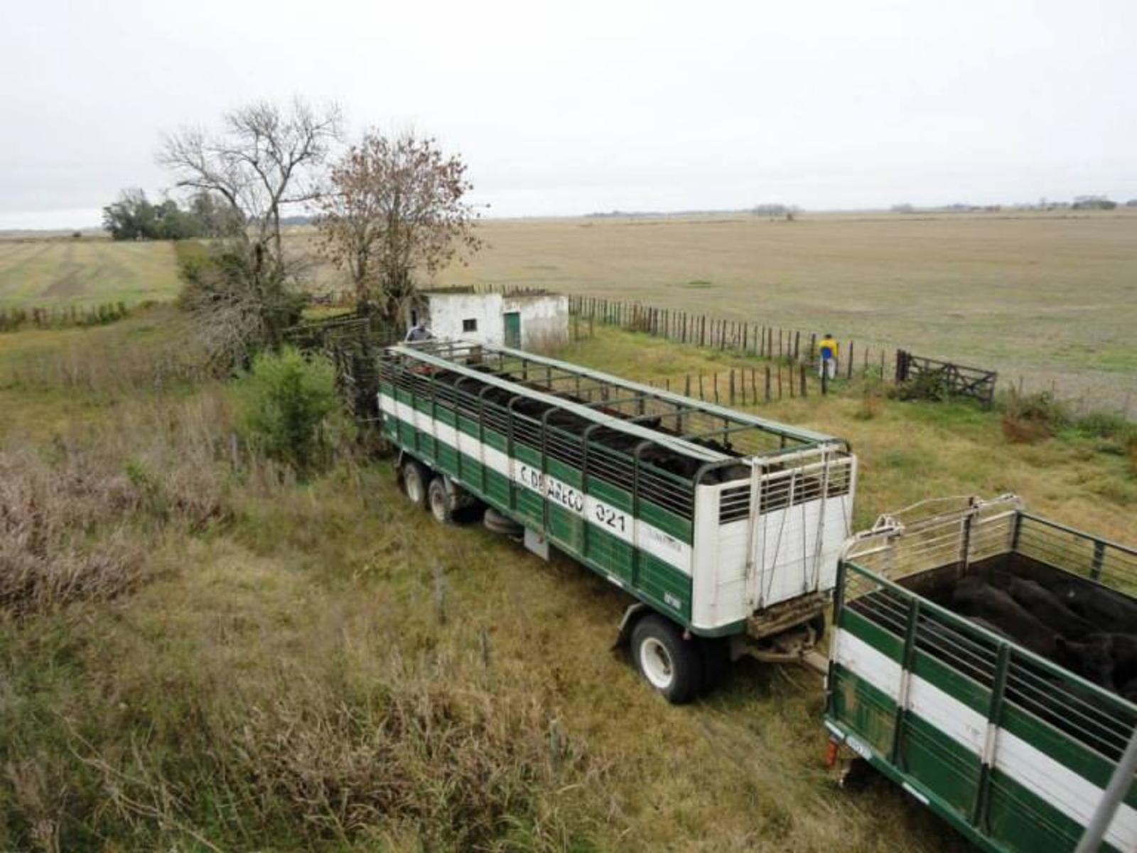 Se vende campo de 104 hectáreas ubicado en Carmen de Areco, Provincia de Buenos Aires - 2