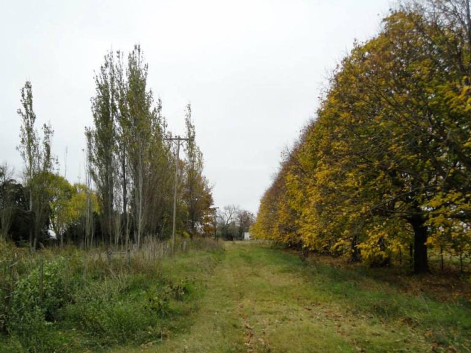 Se vende campo de 104 hectáreas ubicado en Carmen de Areco, Provincia de Buenos Aires - 3