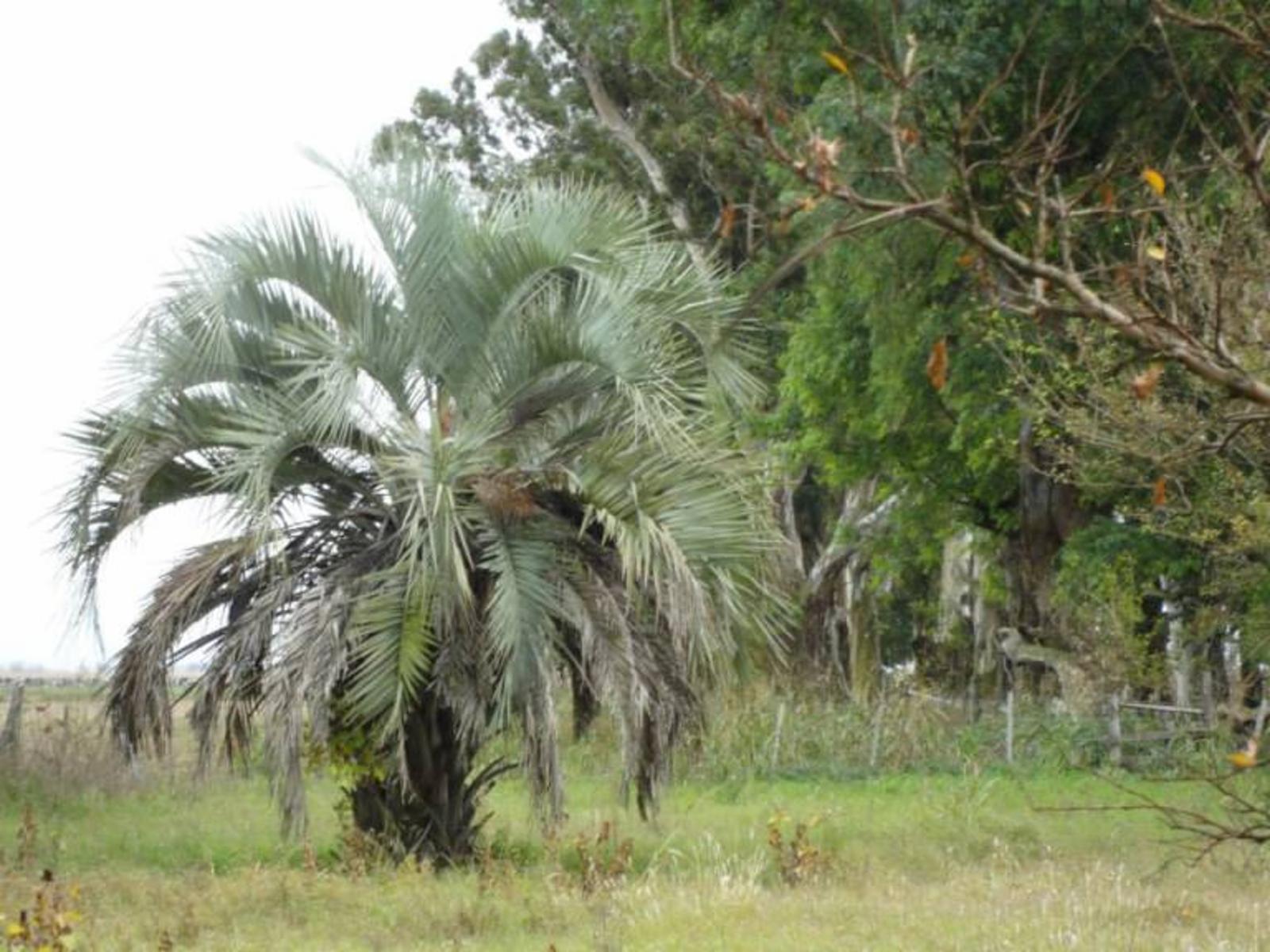 Se vende campo de 104 hectáreas ubicado en Carmen de Areco, Provincia de Buenos Aires - 5
