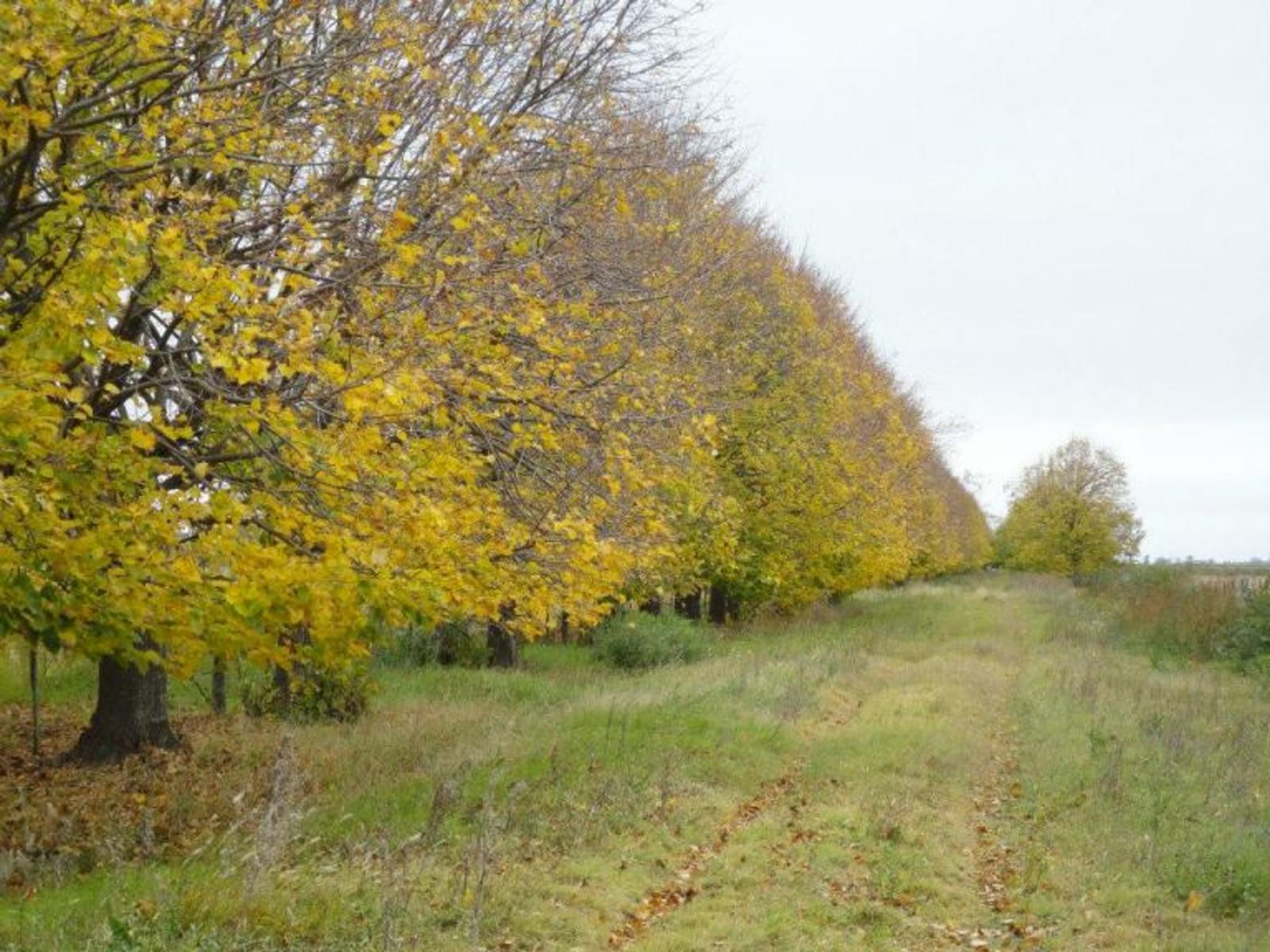 Se vende campo de 104 hectáreas ubicado en Carmen de Areco, Provincia de Buenos Aires - 6