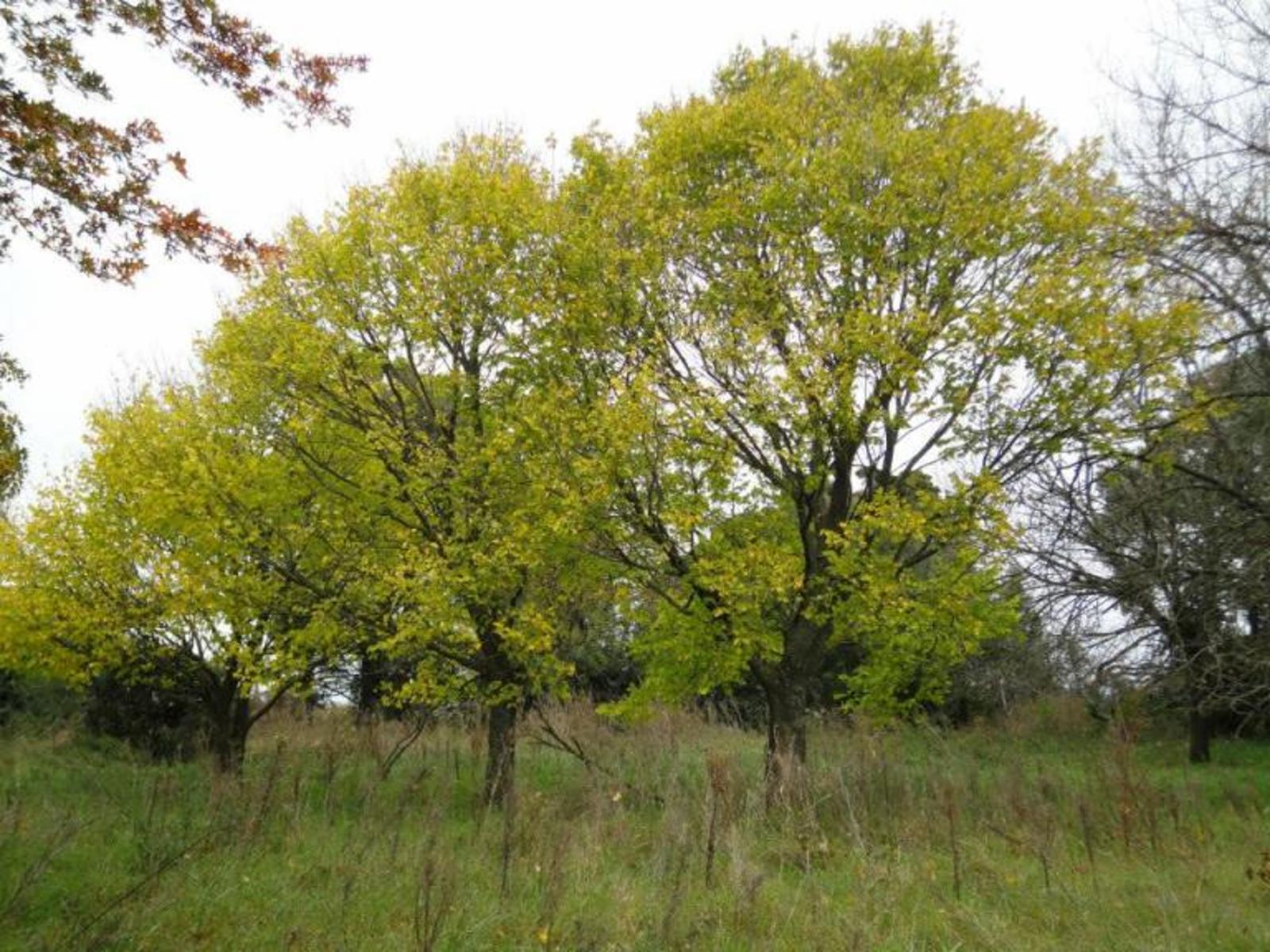 Se vende campo de 104 hectáreas ubicado en Carmen de Areco, Provincia de Buenos Aires - 7
