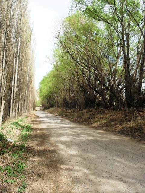 VENDO LOTES EN EL VERGEL — foto 6