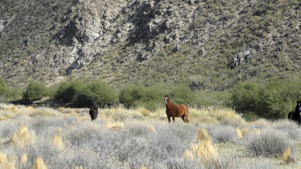 Campo en venta en Pichileufu - 6