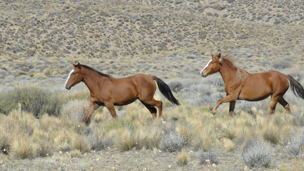 Campo en venta en Pichileufu - 8