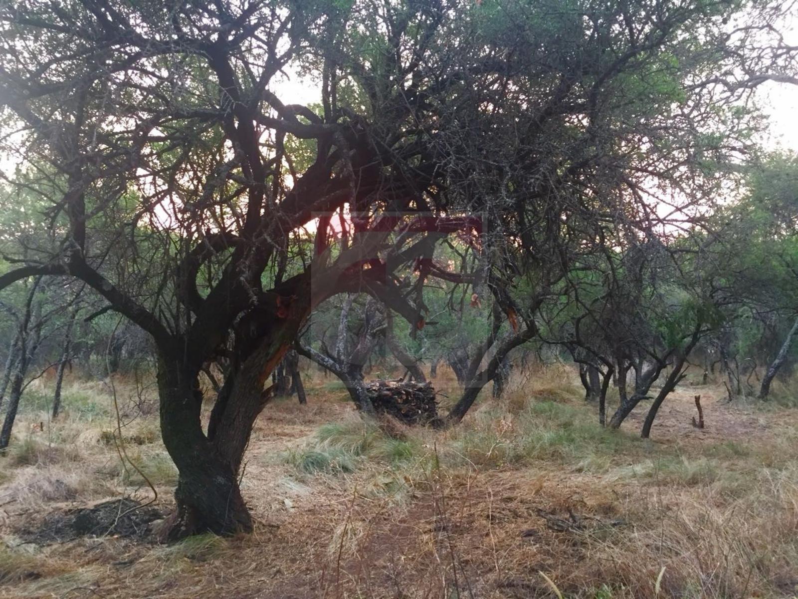 Venta lote de 2,5 hectáreas en Toay — foto 4