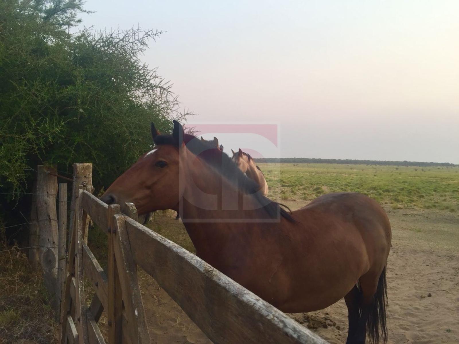 Venta lote de 2,5 hectáreas en Toay — foto 6
