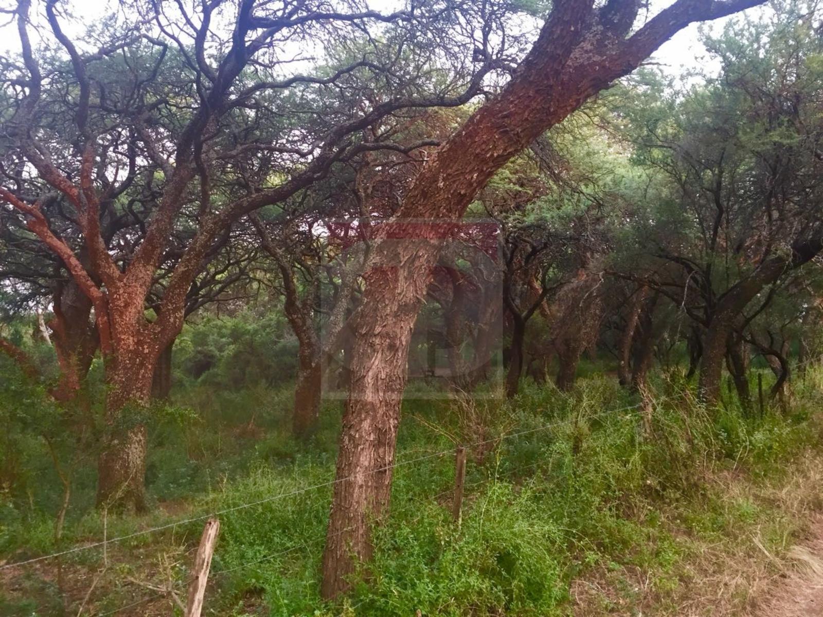 Venta lote de 2,5 hectáreas en Toay — foto 9