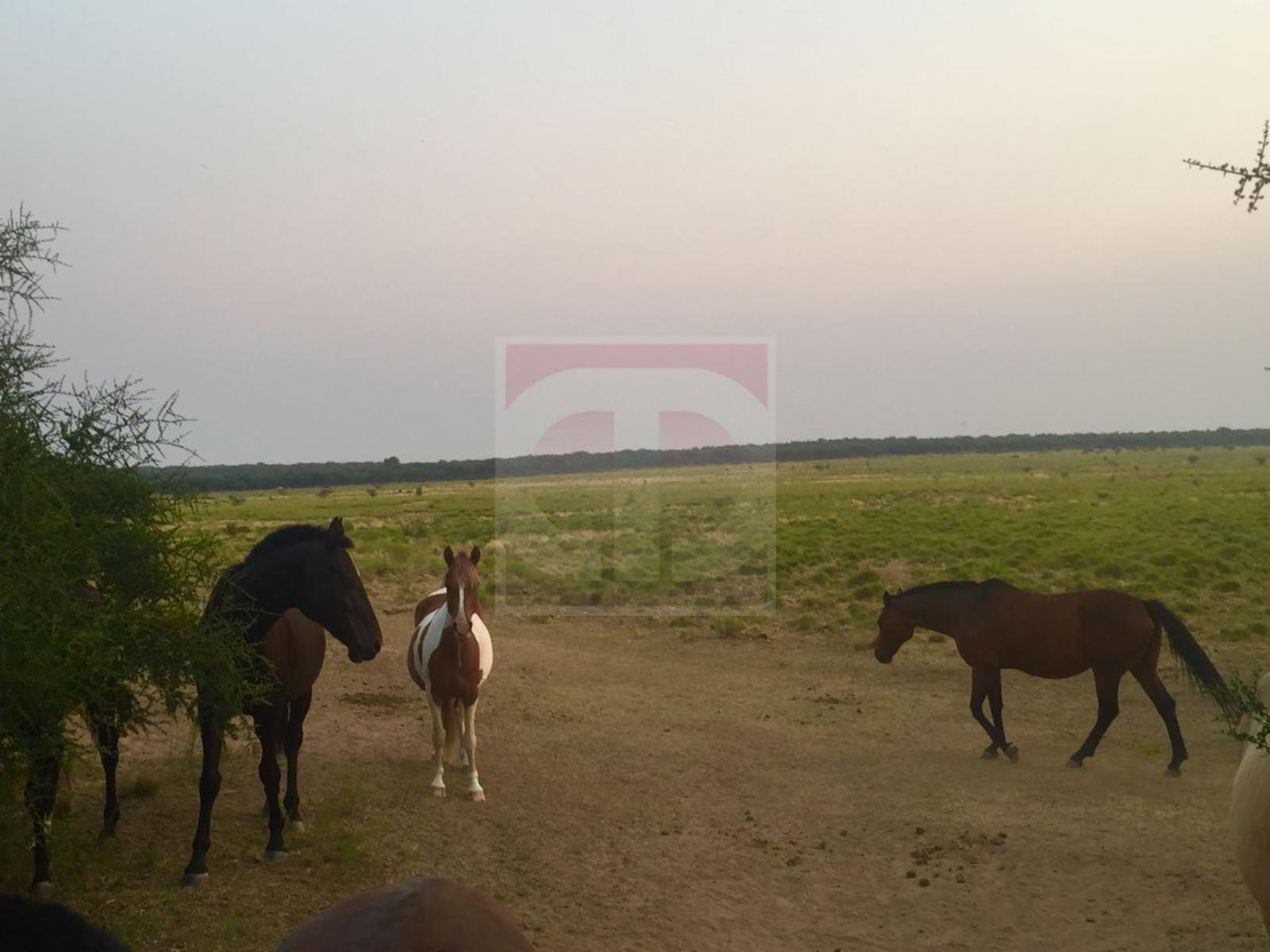 Venta lote de 2,5 hectáreas en Toay — foto 11