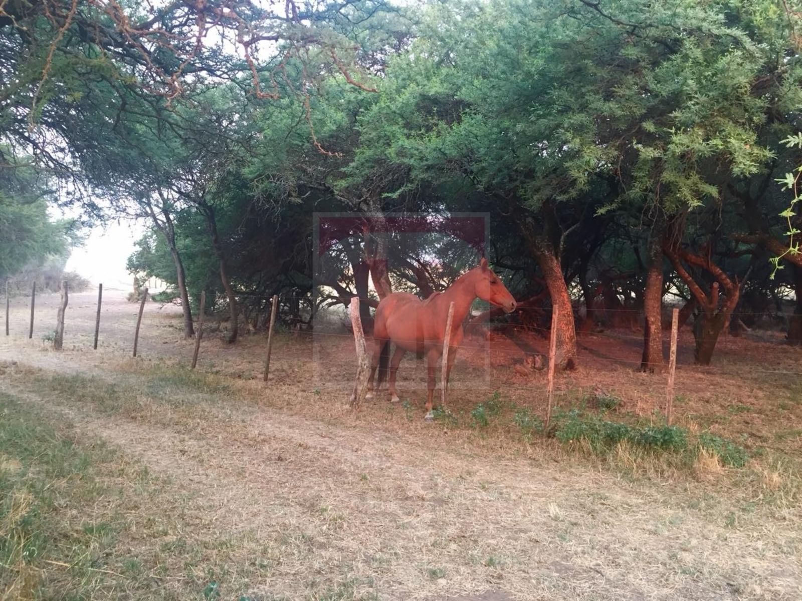 Venta lote de 2,5 hectáreas en Toay — foto 13