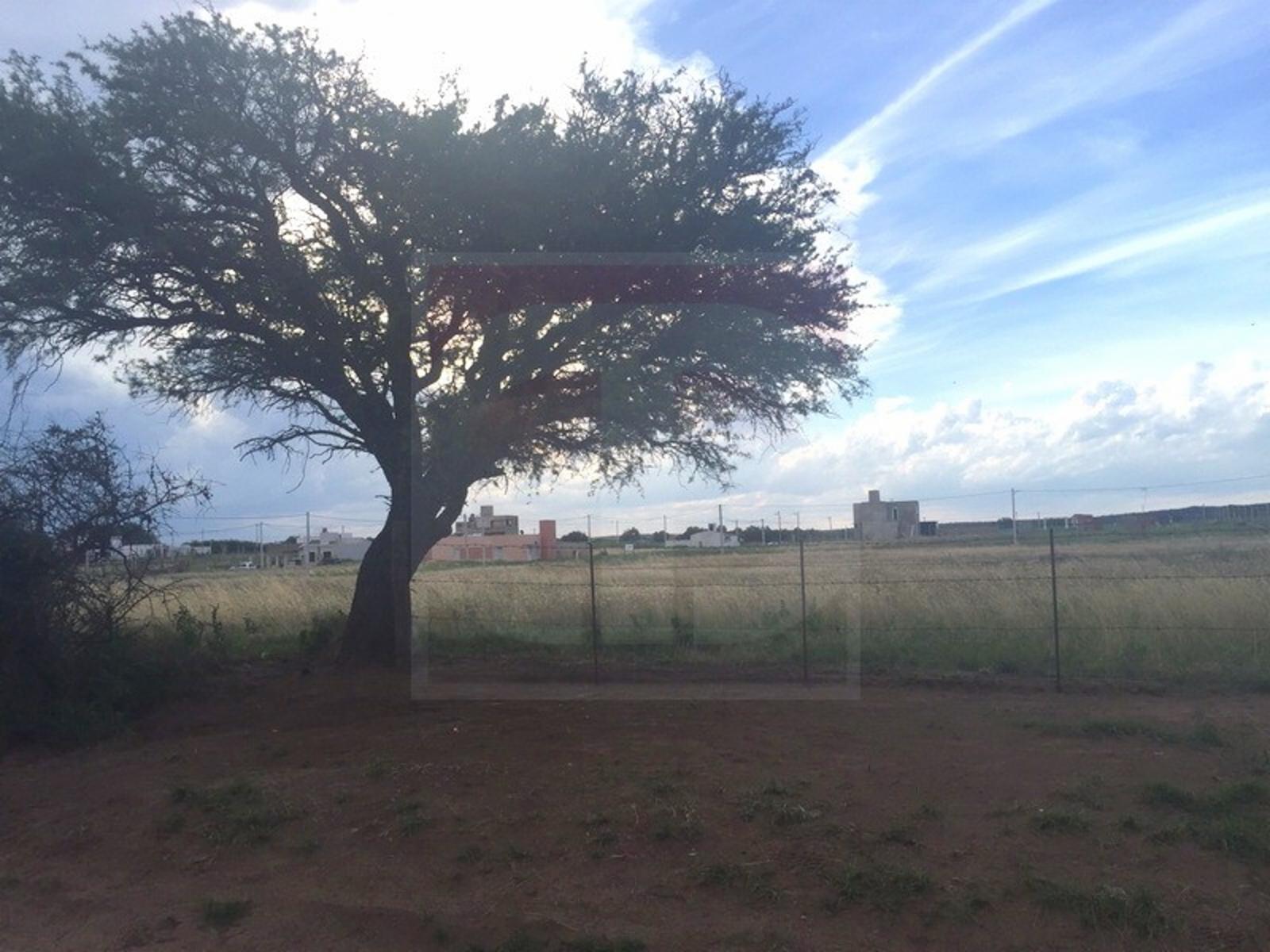 Loteo "Las Cortaderas I", barrio residencial en Toay — foto 6