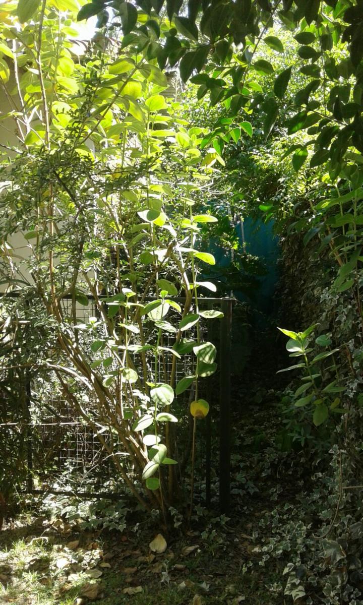 Venta de chalet sobre amplio lote en Adrogué. NUEVAS CONDICIONES — foto 11