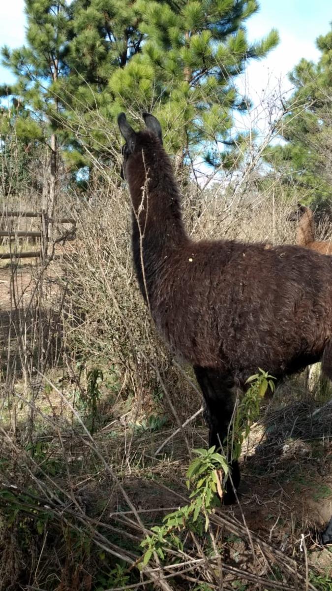 Excelentes fracciones de una hectárea camino a Cumbrecita — foto 4