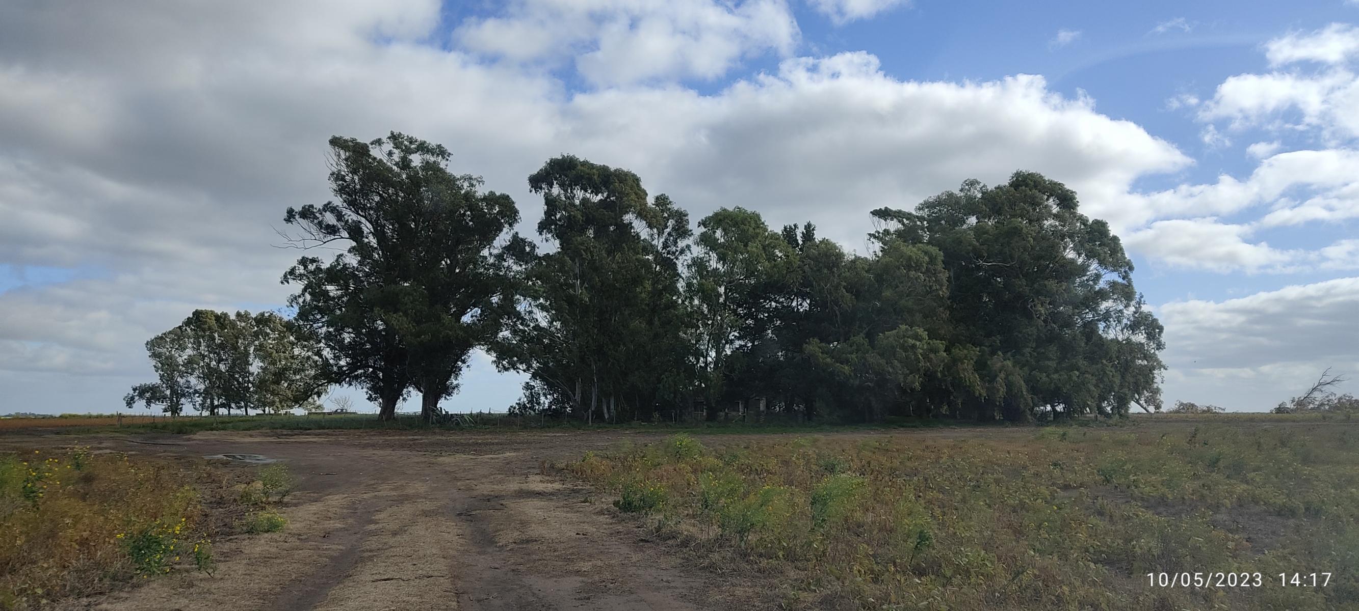 VENDO 178 HAS DE CAMPO MIXTO EN JUAN N FERNANDEZ - 13