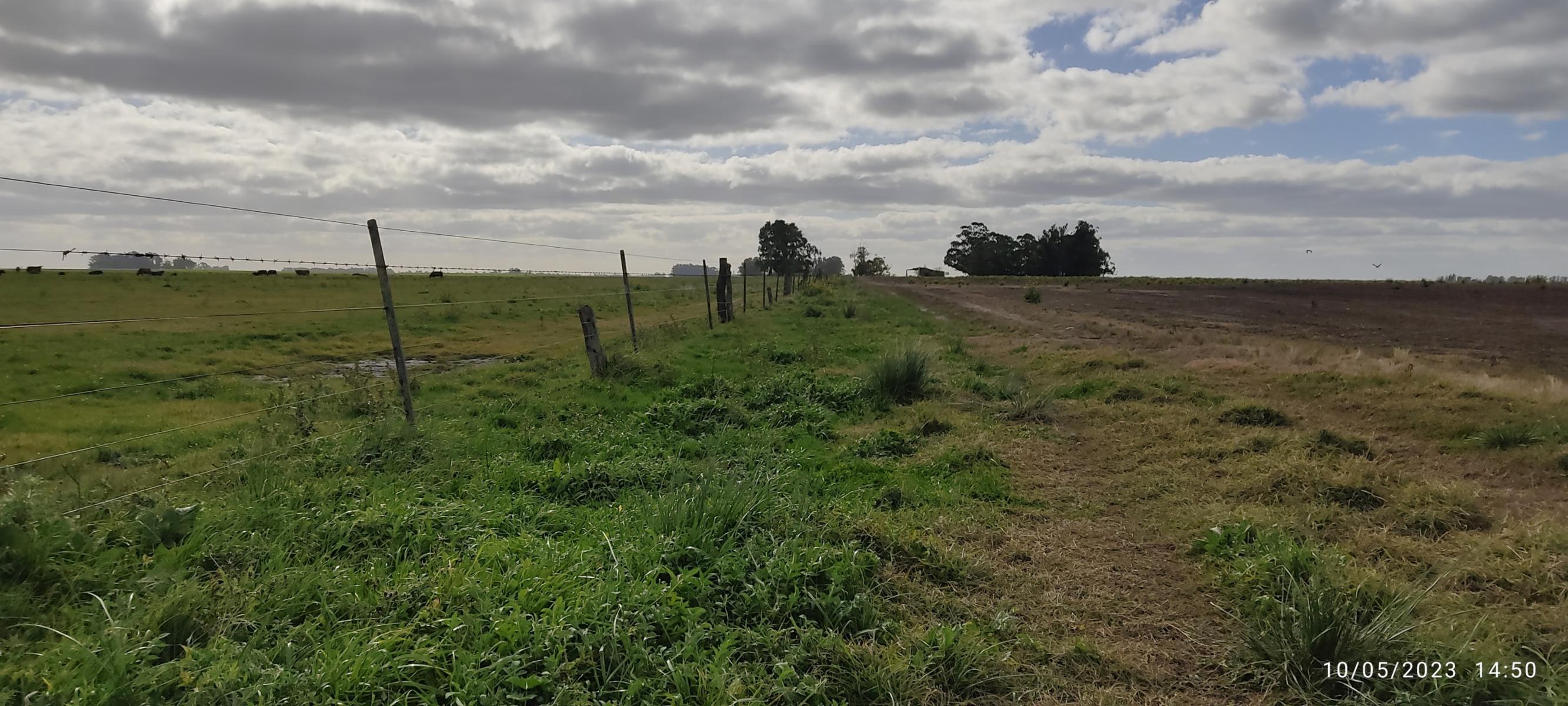 VENDO 178 HAS DE CAMPO MIXTO EN JUAN N FERNANDEZ - 19