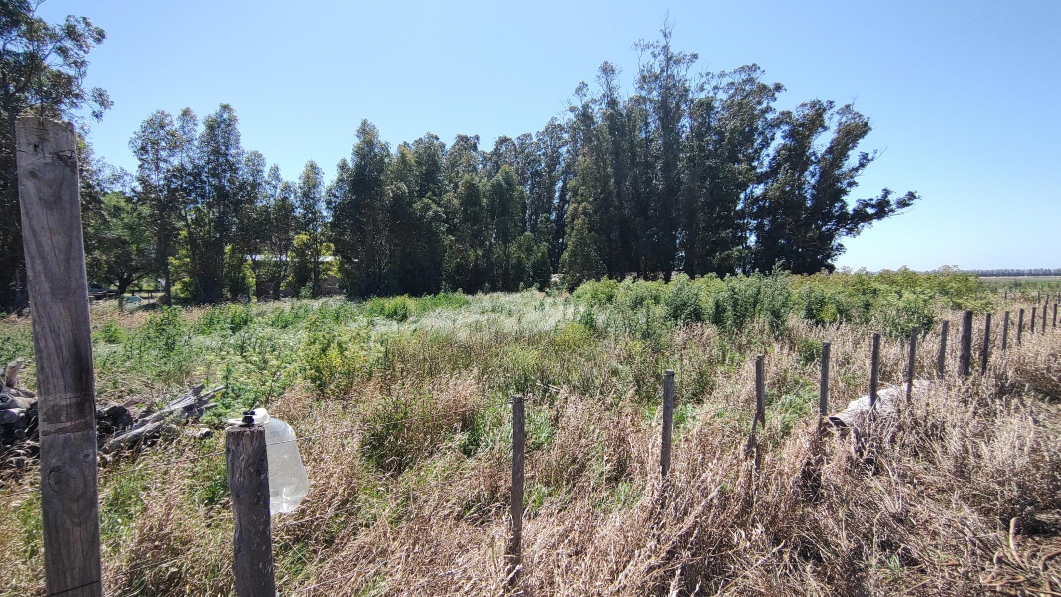 VENDO QUINTA (5 ha) EN NECOCHEA - 5