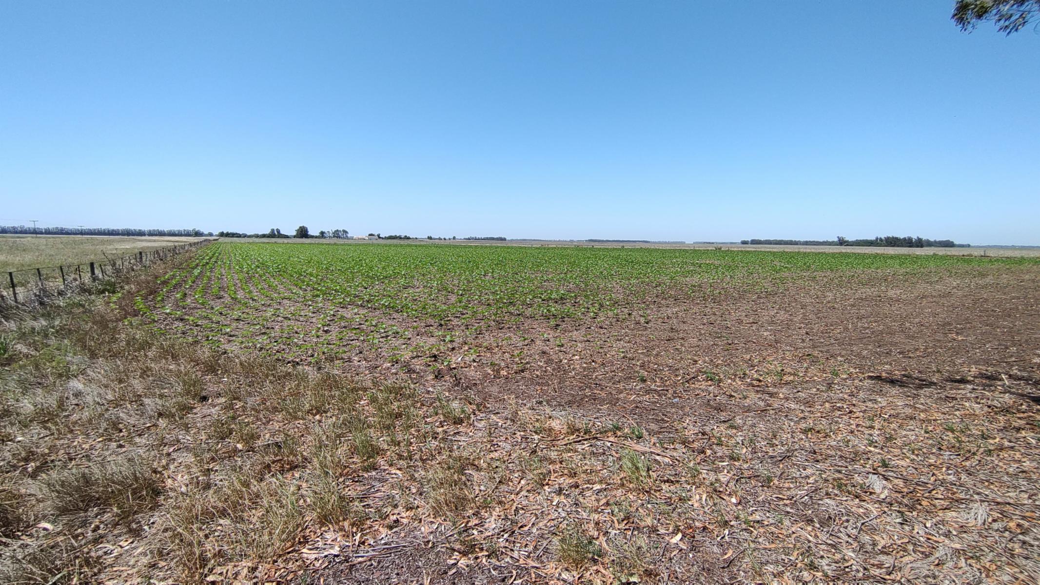 VENDO QUINTA (5 ha) EN NECOCHEA - 17