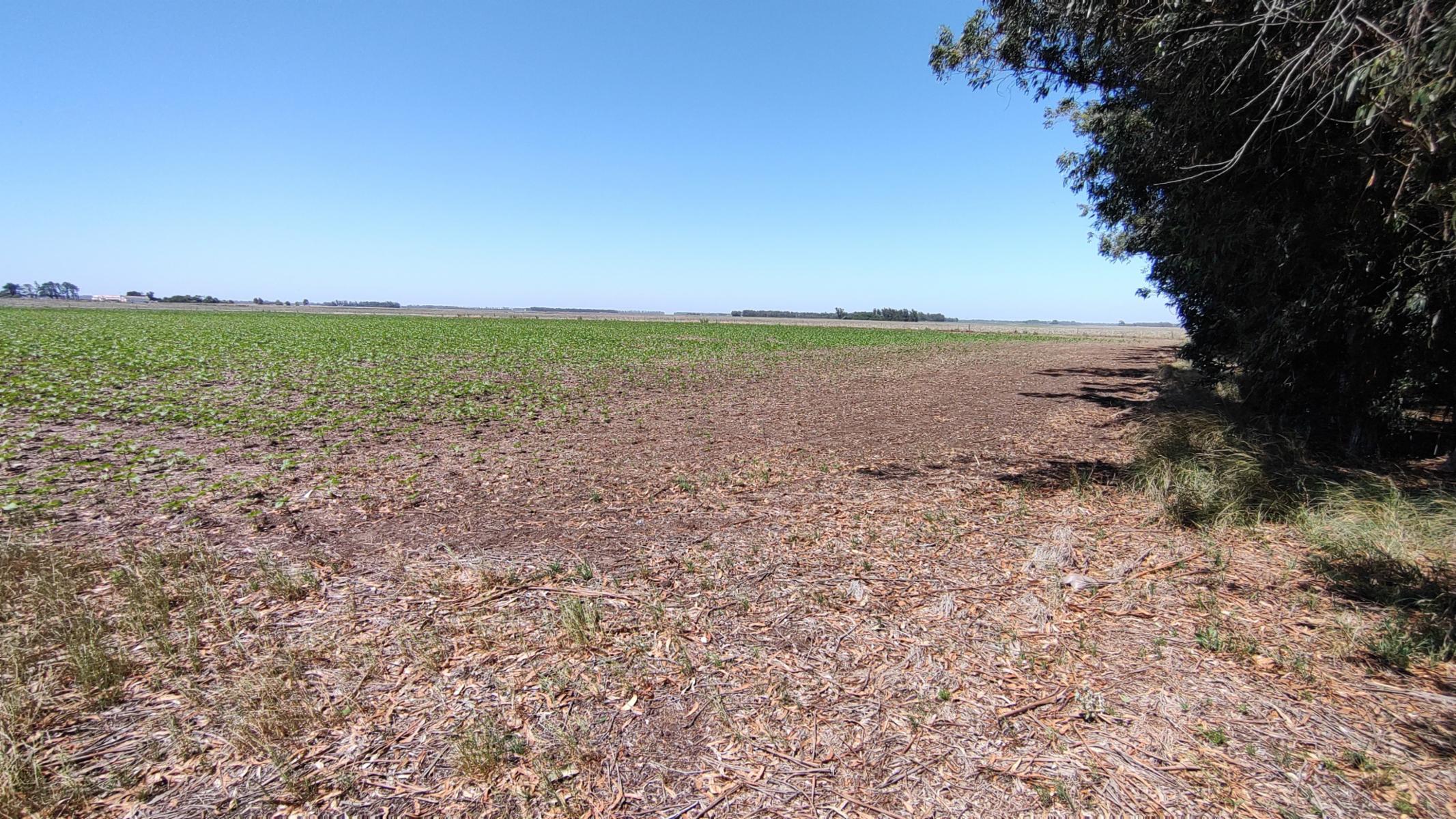 VENDO QUINTA (5 ha) EN NECOCHEA - 18