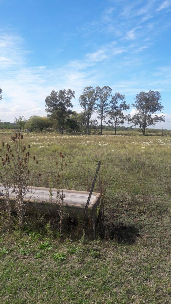 TRES HECTÁREAS EN VENTA CON CASA ESTILO CAMPO - 11